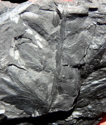Neuropteris bourozii